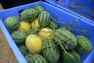 求一些吃瓜q群,网络社交新趋势下的娱乐风向标