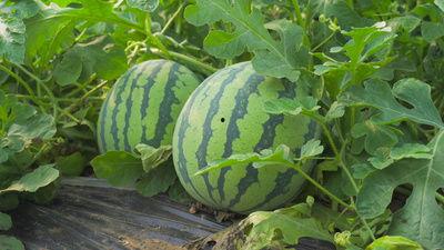 临沭北山吃瓜视频,一场别开生面的吃瓜盛宴